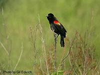 Red-winged Blackbird May 07 Field Trip 054